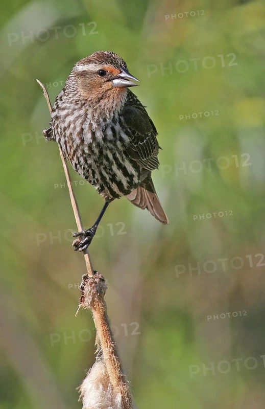 Red-winged Blackbird (Agelaius phoeniceus) female, Saskatchewan, Canada