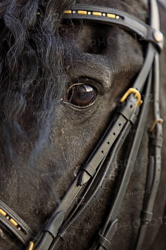 Friesian, Friesian horse, long mane, head picture, eye, snaffle