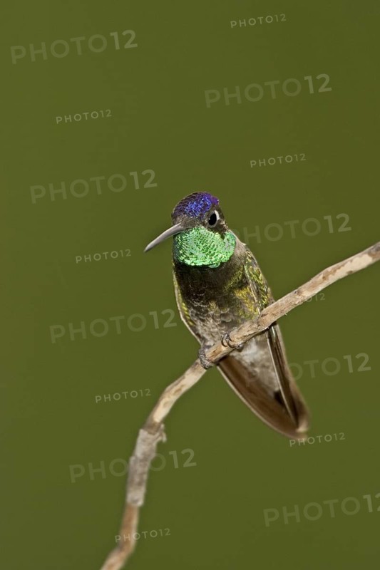 Rivoli's Hummingbird Eugenes fulgens Chiricahua Mountains, Cochise County, ARIZONA, United States 6 June Adult Male Trochilidae