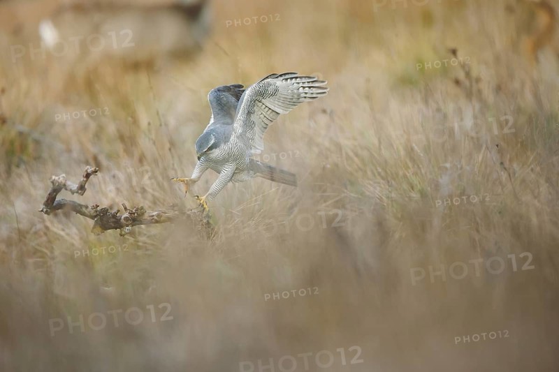A female northern goshawk gracefully lands on a branch in a grassy field. The bird's striking plumage and focused gaze capture the essence of a skilled predator