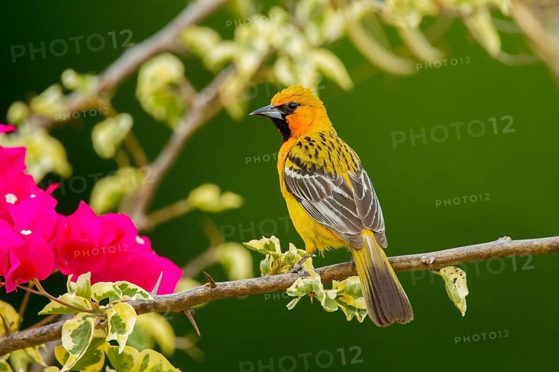 Streak-backed Oriole Icterus pustulatus microstictus El Tuito, Jalisco, Mexico 12 June Adult Female Icteridae