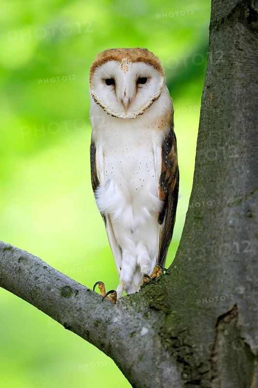 Barn owl (Tyto alba), adult, alert, on tree, Šumava, Czech Republic