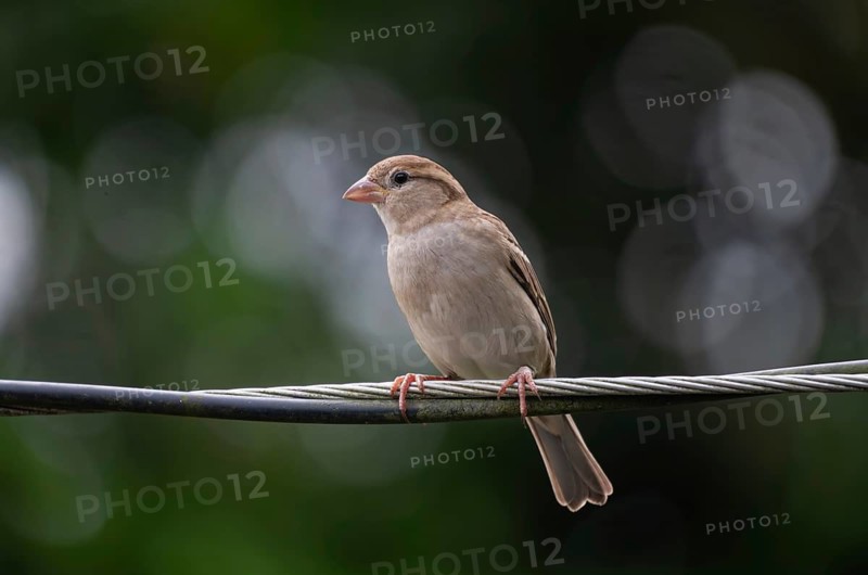 House sparrow (Passer domesticus) sitting on a wire, Gazipur, Bangladesh