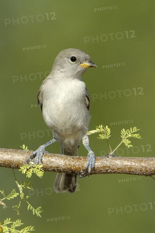 Verdin (Auriparus flaviceps), Texas, USA