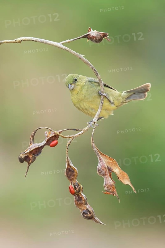 Painted Bunting (Passerina ciris) female perched on a branch, Texas, USA