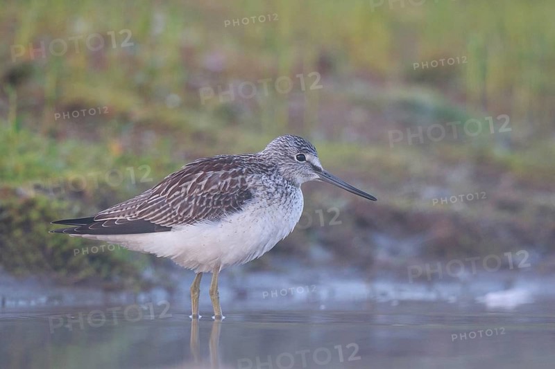 Common Greenshank (Tringa nebularia), North Rhine-Westphalia, Germany