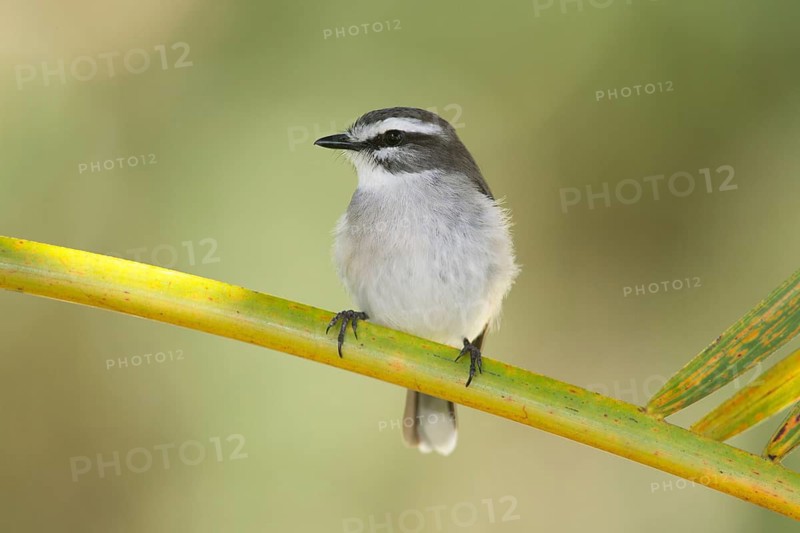 White-browed Robin (Poecilodryas superciliosa), Queensland, Australia