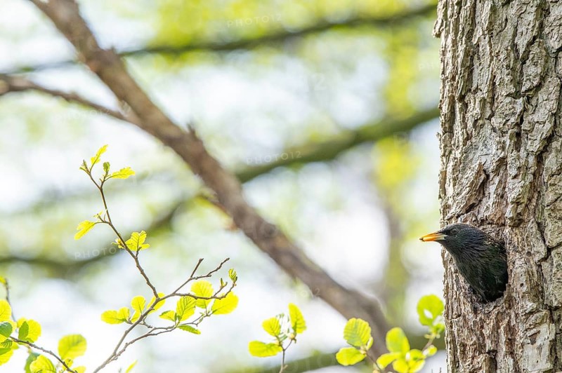 A starling (Sturnus vulgaris) looks away from its breeding den in a natural hollow on the trunk of a black alder (Alnus glutinosa), surrounded by fresh greenery in spring, Dümmer nature park Park, Lower Saxony, Germany