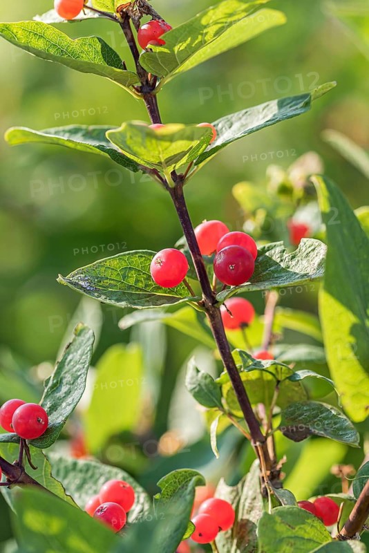 Tatarian honeysuckle (Lonicera tatarica 'Rubra')