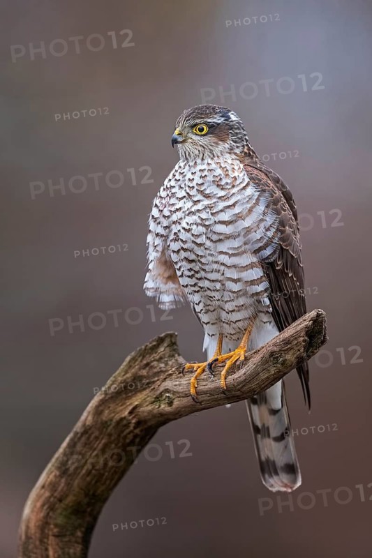 Eurasian Sparrowhawk (Accipiter nisus) female perched on a branch, Saxony-Anhalt, Germany