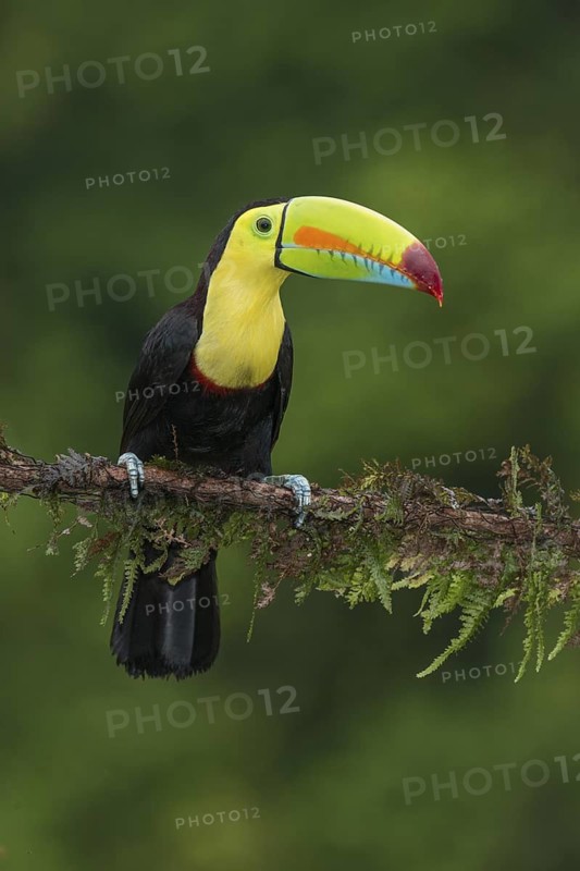 Keel-billed Toucan (Ramphastos sulfuratus), Costa Rica