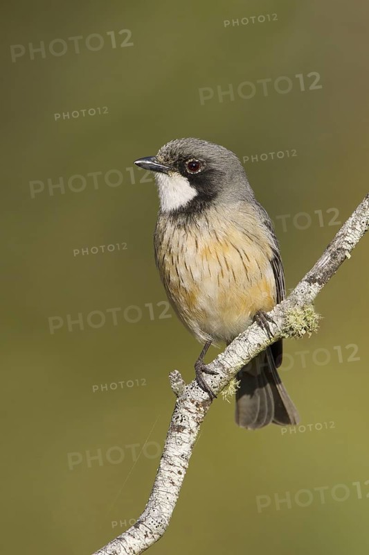 Rufous Whistler (Pachycephala rufiventris) male, Victoria, Australia