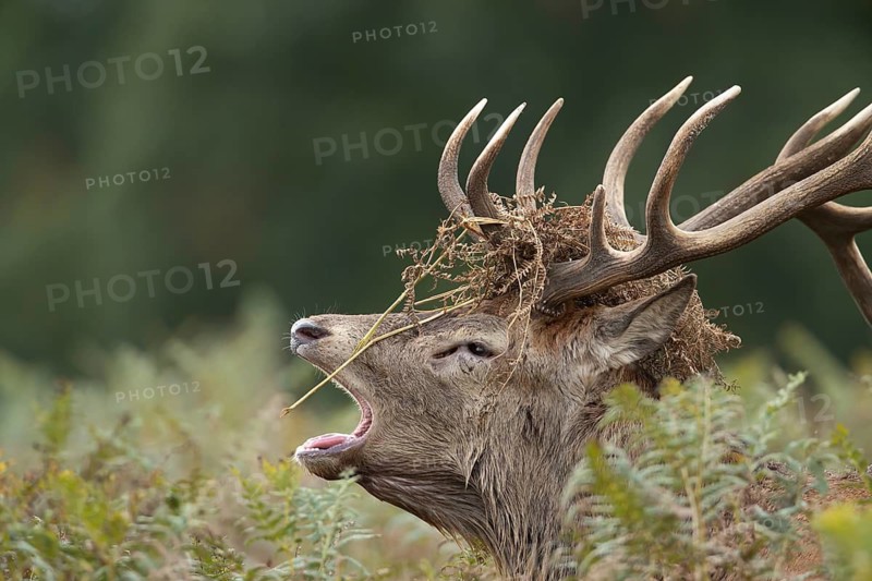Red deer (Cervus elaphus) adult male stag animal roaring during the annual rut season in autumn, England, United Kingdom