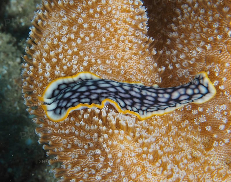 Brilliant whirlpool worm (Pseudoceros scintillatus) with white and black patterns on a coral. Dive site Sodwana Bay National Park, Maputaland Marine Reserve, iSimangaliso Wetland Park, KwaZulu Natal, South Africa