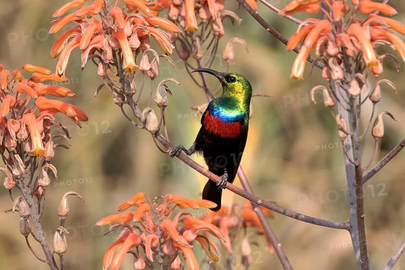 Marico Sunbird (Cinnyris mariquensis) male, South Africa