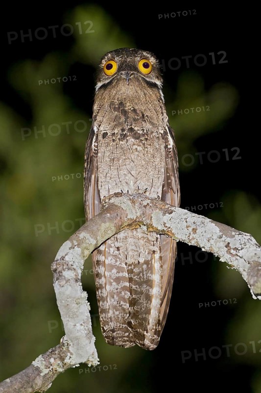 Common Potoo (Nyctibius griseus), Dry Forests, Peru