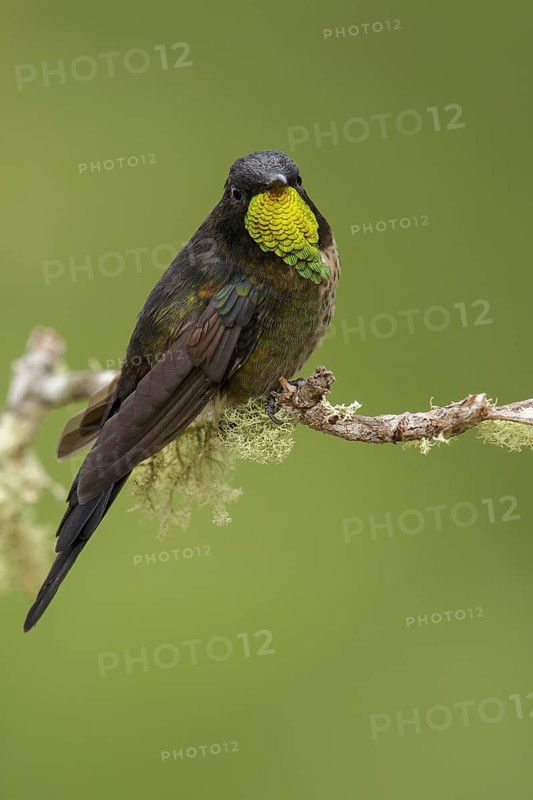 Black-backed Thornbill (Ramphomicron dorsale) perched on a branch in the mountains of Colombia, South America