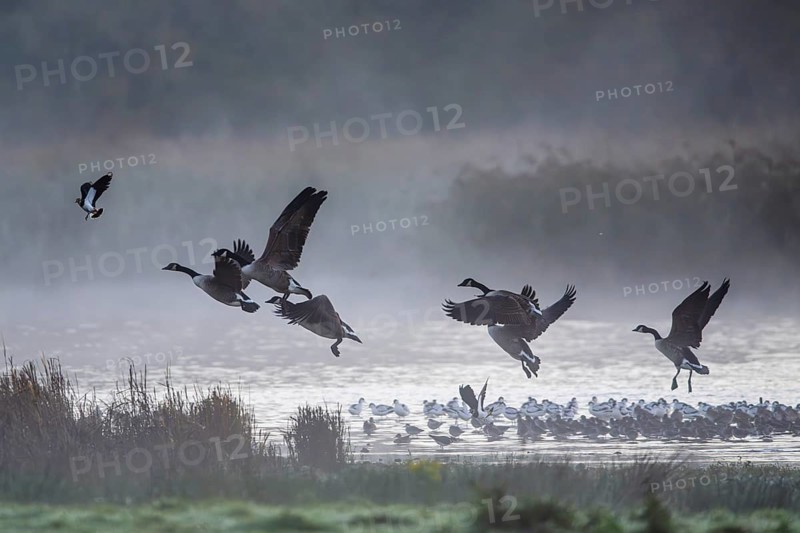 Canada Goose, Branta Canadensis, birds in flight over marshes, Devon, England, United Kingdom