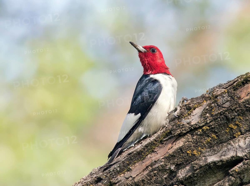 A Red-headed Woodpecker (Melanerpes erythrocephalus) perched on a tree in Theodore Roosevelt National Park