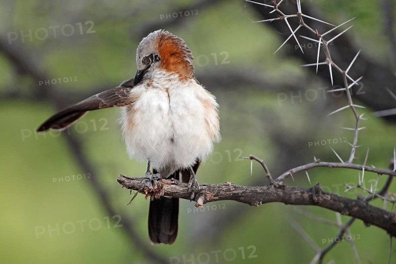 Bare-cheeked Babbler (Turdoides gymnogenys), Namibia