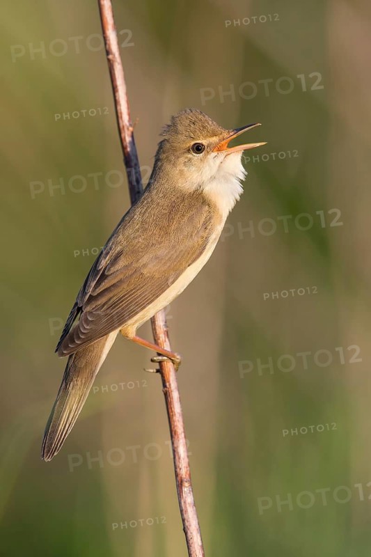 Marsh Warbler (Acrocephalus palustris) singing from a reed stem, Poland