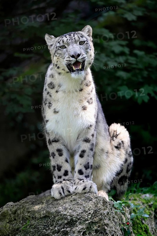 Snow leopard (Uncia uncia), adult, alert, sitting on rocks, endangered species, captive