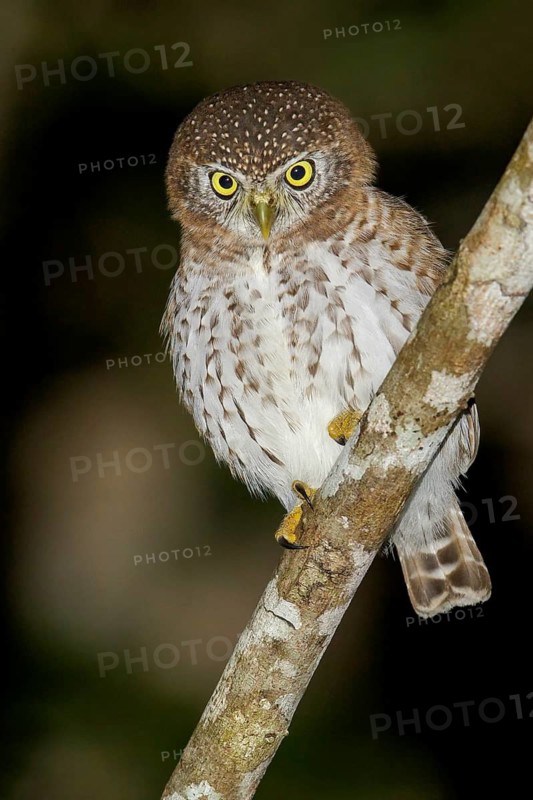 Cuban Pygmy Owl (Glaucidium siju) perched on a branch in Cuba
