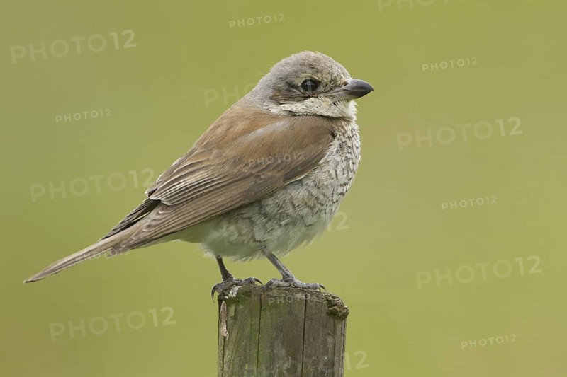 Red-backed Shrike (Lanius collurio) juvenile, Rhineland-Palatinate, Germany