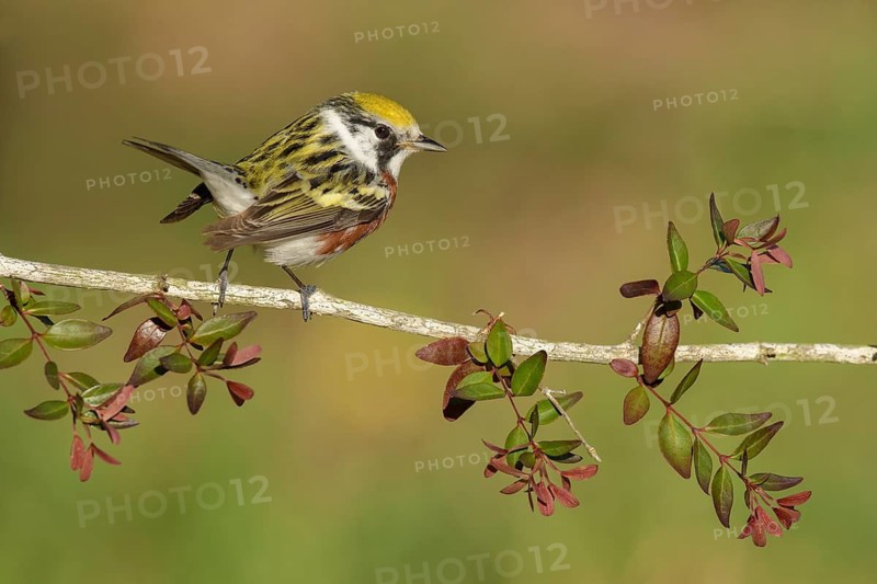 Chestnut-sided Warbler (Setophaga pensylvanica) male perched on a flowering branch, Texas, USA