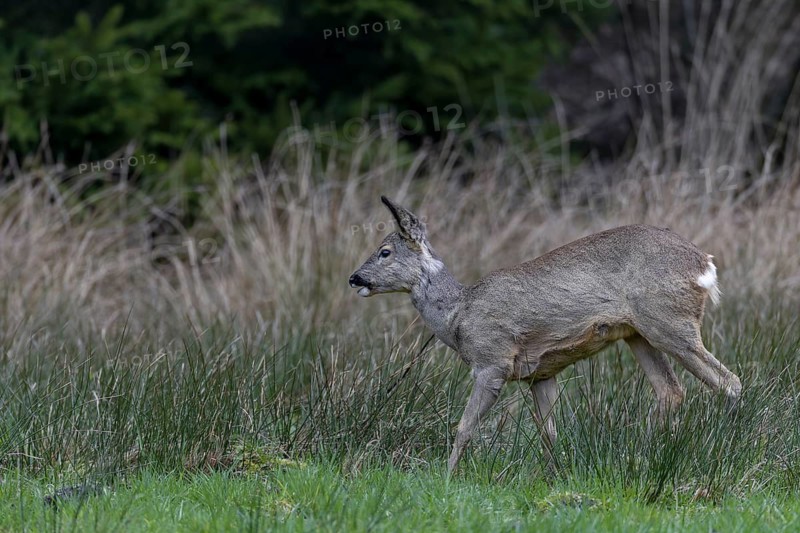 Doe (Capreolus capreolus) on a wild meadow at the edge of a forest, forest meadow, April, Germany