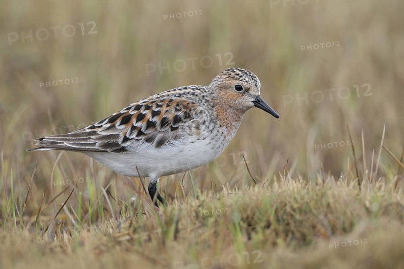 Red-necked Stint (Calidris ruficollis), Alaska, USA