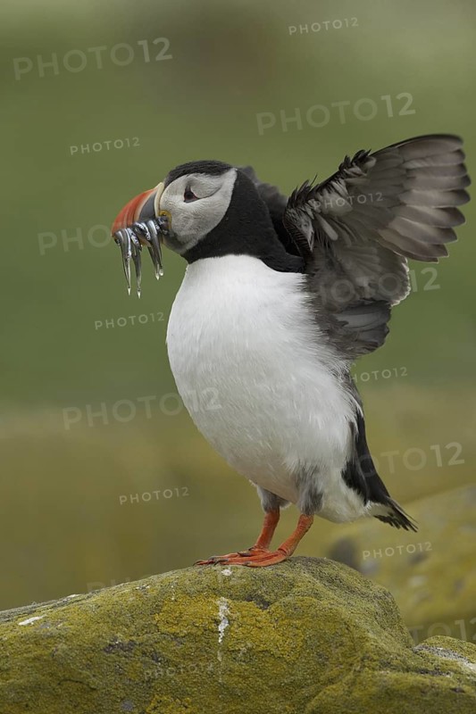 Atlantic Puffin (Fratercula arctica), Scotland, United Kingdom