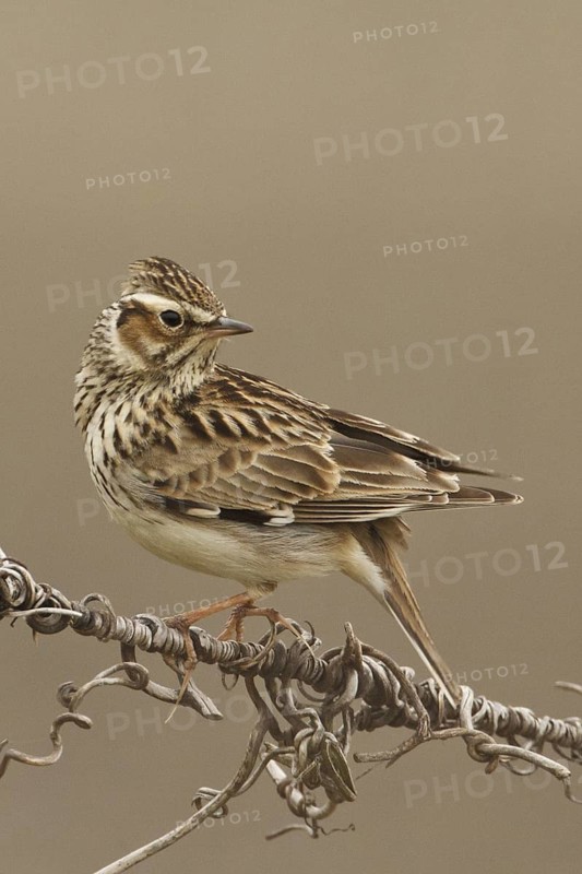 Woodlark (Lullula arborea), Rhineland-Palatinate, Germany