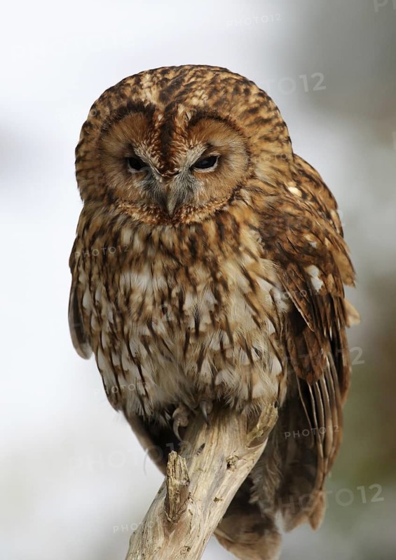 Tawny Owl (Strix aluco), Wales, United Kingdom