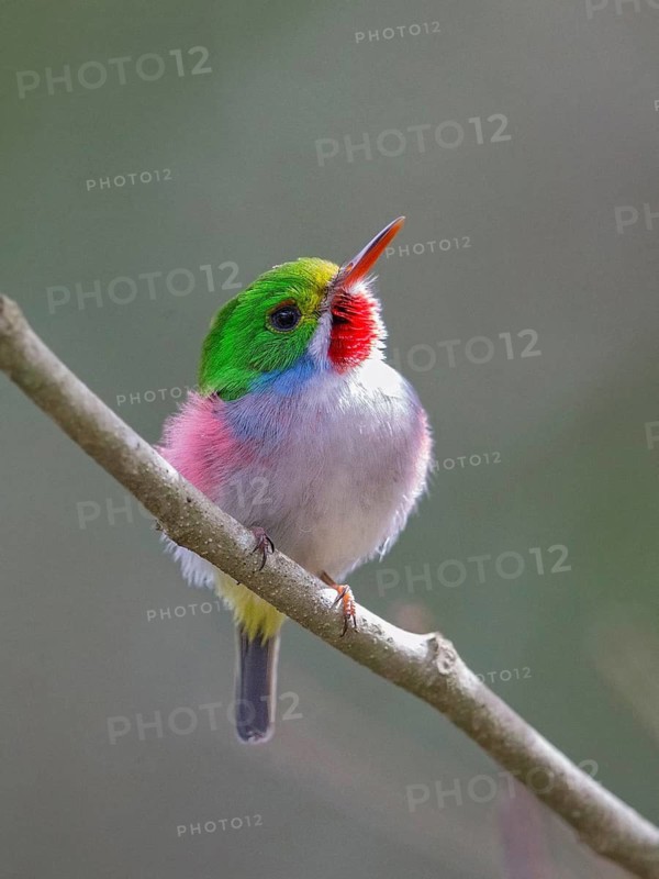 Cuban Tody (Todus multicolor) perched on a branch, Cuba