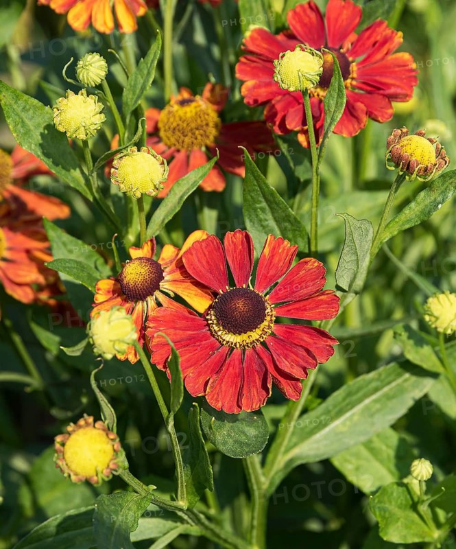 Sunflower (Helenium 'Baudirektor Linne')