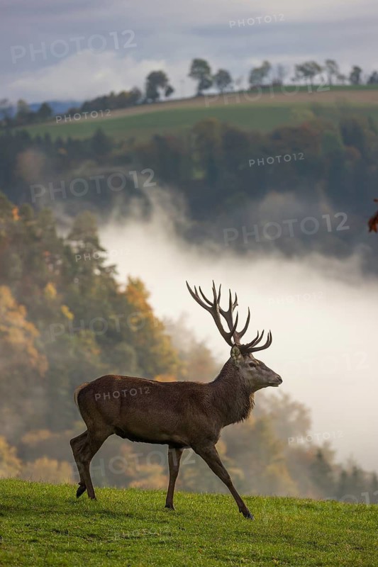 A red deer stag (Cervus elaphus) runs across a meadow. A forest with autumn leaves can be seen in the background. Wisps of mist drift over the forest