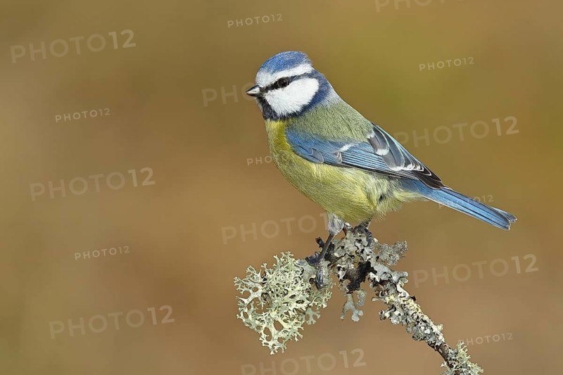 Blue tit (Parus caeruleus), sitting on a branch overgrown with reindeer lichen (Cladonia rangiferina), Wilnsdorf, North Rhine-Westphalia, Germany