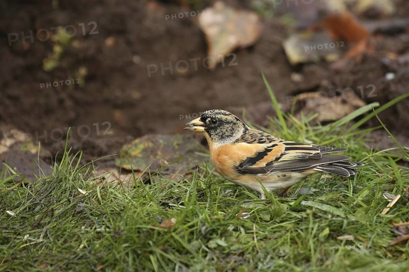 Brambling (Fringilla montifringilla) male, Lower Saxony, Germany