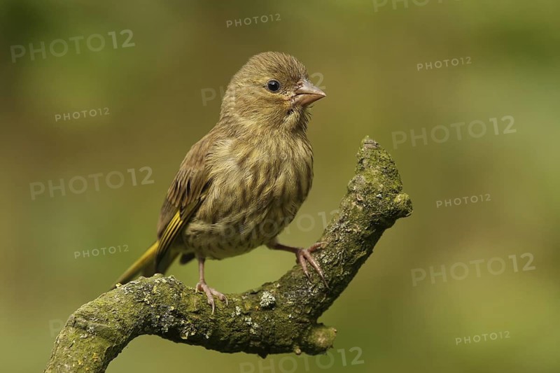 European Greenfinch (Chloris chloris) juvenile, Lower Saxony, Germany