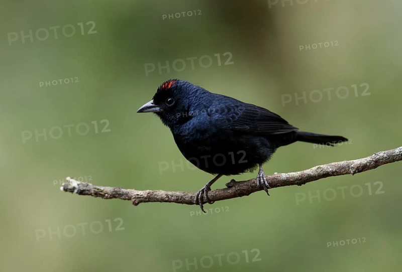 Ruby-crowned Tanager (Tachyphonus coronatus) male perched on a branch, Atlantic rainforest, Brazil