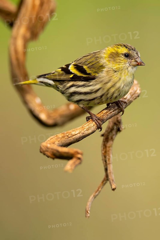 A vibrant European siskin, Spinus spinus, perching gracefully on a twisting vine, showcasing its striking yellow and black plumage against a soft green background
