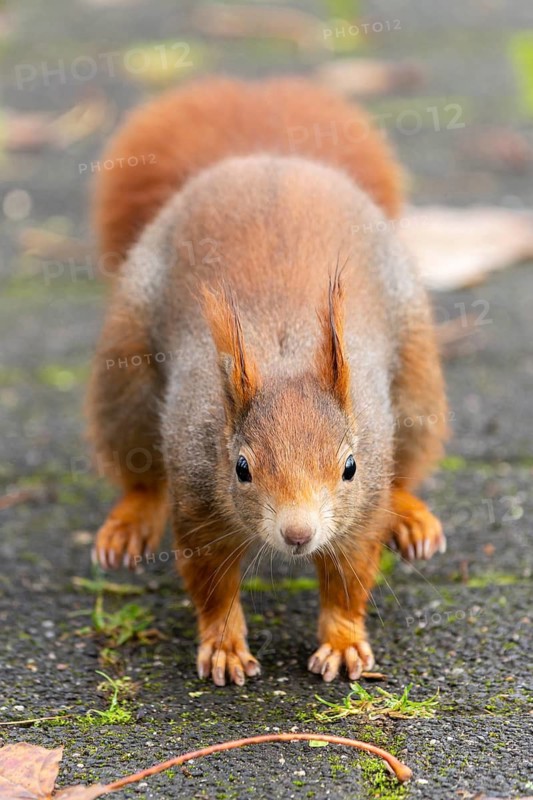 Eurasian red squirrel (Sciurus vulgaris) jumping, wildlife, Germany