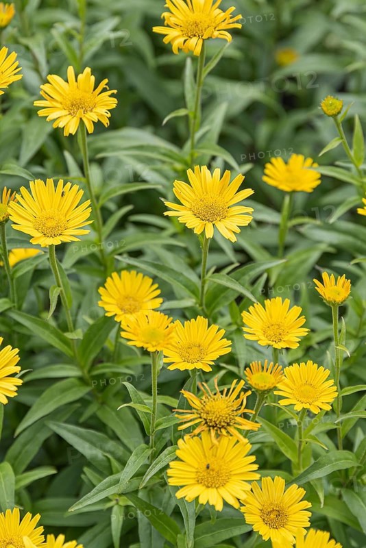 Ox-eye daisy (Buphthalmum salicifolium),  Sweden