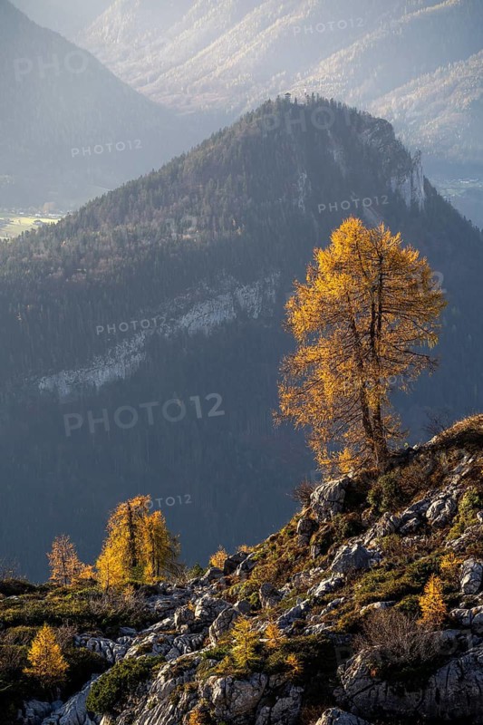 View of yellow larches from the Loser mountain, with the Ahornkogel mountain behind. Autumn, good weather. Altaussee, Bad Aussee, Ausseer Land, Totes Gebirge, Styria, Upper Austria, Austria