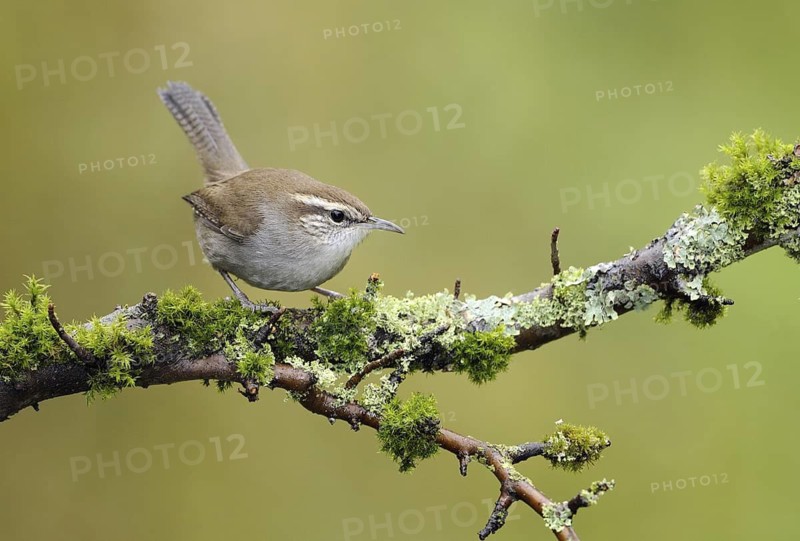 Bewick's Wren (Thryomanes bewickii), Canada
