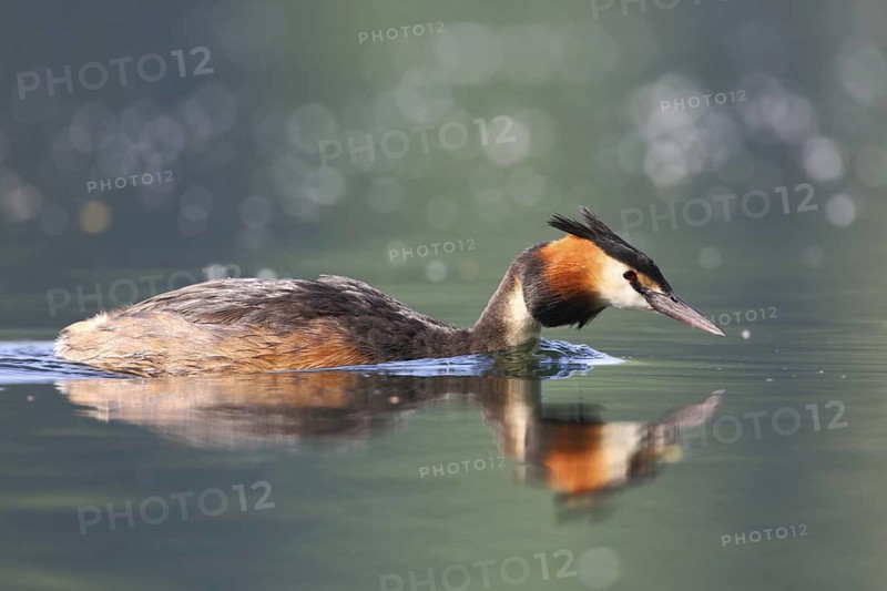 Great Crested Grebe (Podiceps cristatus), North Rhine-Westphalia, Germany