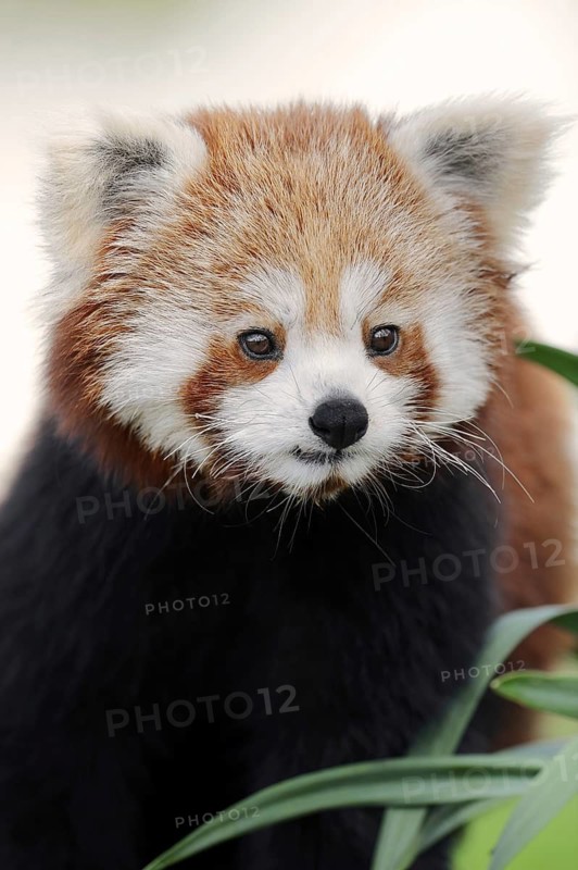 Red panda (Ailurus fulgens), portrait, captive, occurrence in Asia