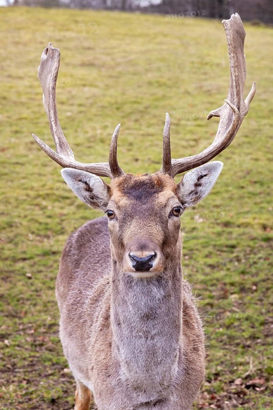 Close-up of a roe deer with impressive antlers in a green meadow, roe deer (Capreolus capreolus)