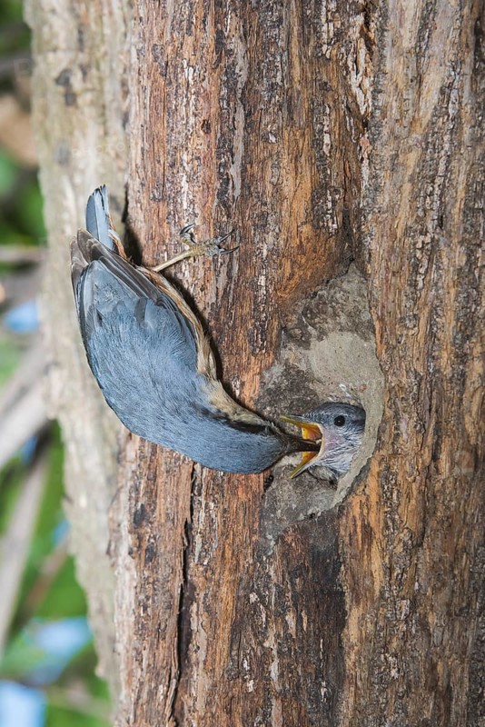 Eurasian Nuthatch (Sitta europaea) feeding young in nest cavity, Aosta Valley, Italy